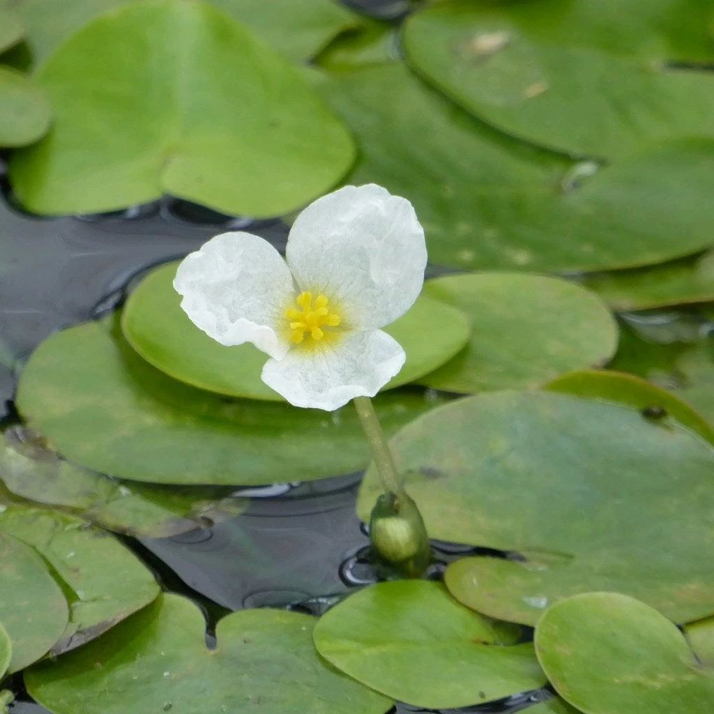 Roots Plants 5 Frogbit Plants | 9cm Pots 3 Roots Plants 5 Frogbit Plants | 9cm Pots