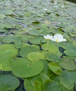 Roots Plants 5 Frogbit Plants | 9cm Pots 10 Roots Plants 5 Frogbit Plants | 9cm Pots
