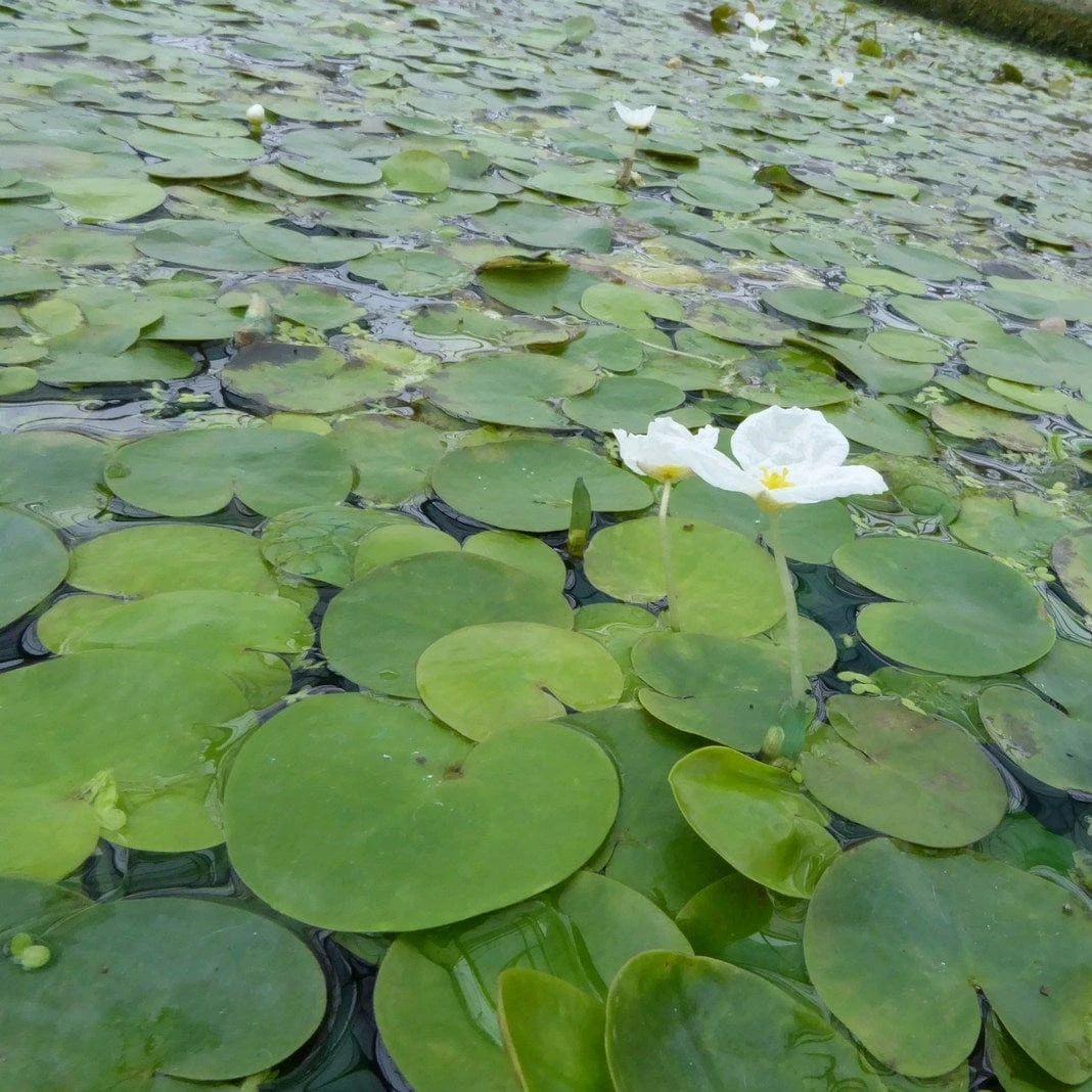 Roots Plants 5 Frogbit Plants | 9cm Pots 5 Roots Plants 5 Frogbit Plants | 9cm Pots