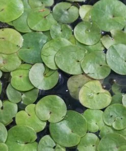 Roots Plants 5 Frogbit Plants | 9cm Pots 11 Roots Plants 5 Frogbit Plants | 9cm Pots