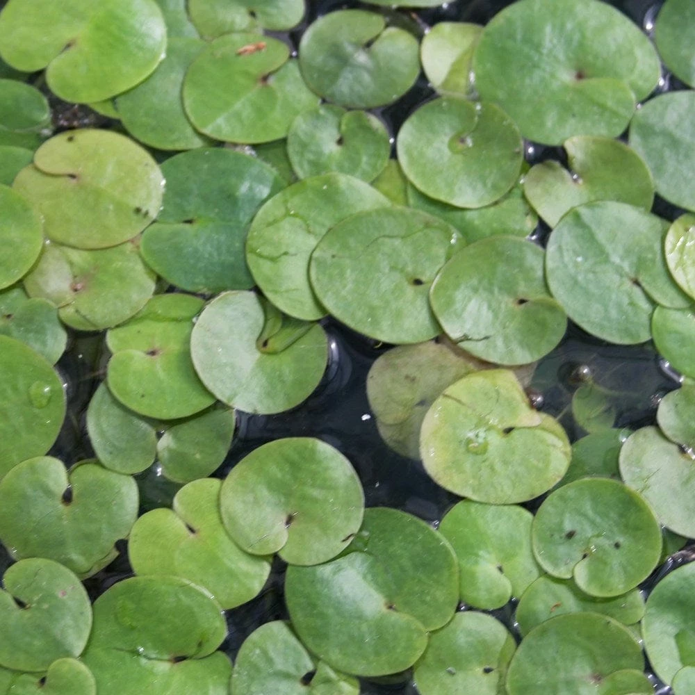 Roots Plants 5 Frogbit Plants | 9cm Pots 6 Roots Plants 5 Frogbit Plants | 9cm Pots