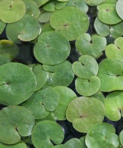 Roots Plants 5 Frogbit Plants | 9cm Pots 12 Roots Plants 5 Frogbit Plants | 9cm Pots
