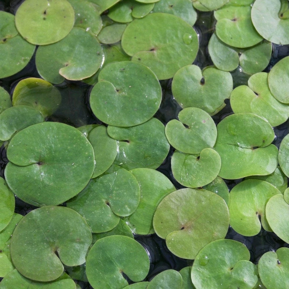 Roots Plants 5 Frogbit Plants | 9cm Pots 7 Roots Plants 5 Frogbit Plants | 9cm Pots