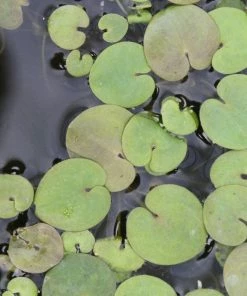 Roots Plants 5 Frogbit Plants | 9cm Pots 13 Roots Plants 5 Frogbit Plants | 9cm Pots