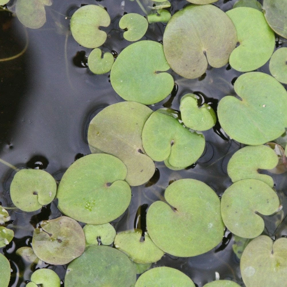 Roots Plants 5 Frogbit Plants | 9cm Pots 8 Roots Plants 5 Frogbit Plants | 9cm Pots