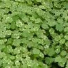 Roots Plants Crystal Confetti | Hydrocotyle Sibthorpioides Variegata| Oxygenating 1L Pot All Pond Plants 1 Roots Plants Crystal Confetti | Hydrocotyle Sibthorpioides Variegata| Oxygenating 1L Pot All Pond Plants