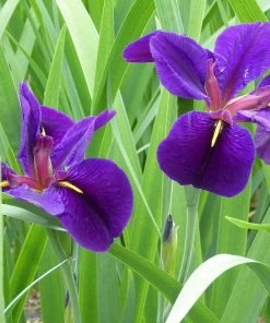 Roots Plants Iris Louisiana 'Black Gamecock' Irises