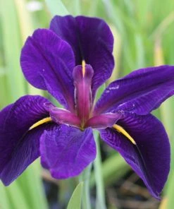 Roots Plants Iris Louisiana 'Black Gamecock' Irises