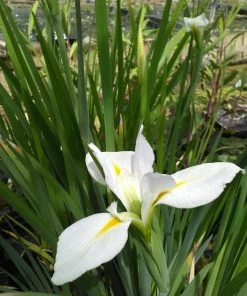 Roots Plants Iris Louisiana 'Her Highness'