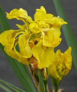 Roots Plants All Pond Plants Pond In A Pot Planting Kit | Oxygenating & Wildlife | Flowers & Structure 26 Roots Plants All Pond Plants Pond In A Pot Planting Kit | Oxygenating & Wildlife | Flowers & Structure