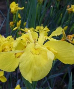 Roots Plants Iris Pseudacorus 'Flore Pleno' Irises