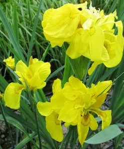 Roots Plants Iris Pseudacorus 'Flore Pleno' Irises