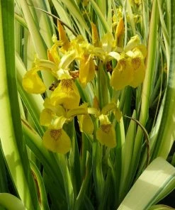 Roots Plants Iris Pseudacorus 'Variegata' 3L Pot Irises