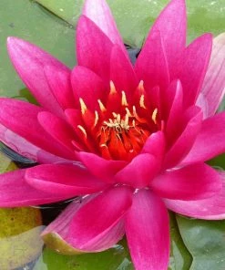 Roots Plants James Brydon Water Lily | Nymphaea 11 Roots Plants James Brydon Water Lily | Nymphaea