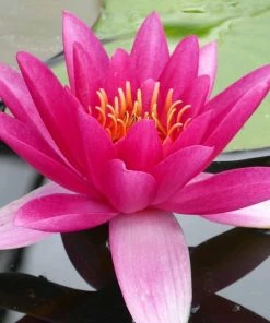 Roots Plants James Brydon Water Lily | Nymphaea 12 Roots Plants James Brydon Water Lily | Nymphaea