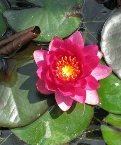 Roots Plants James Brydon Water Lily | Nymphaea 13 Roots Plants James Brydon Water Lily | Nymphaea