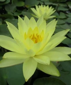 Roots Plants Joey Tomocik Water Lily | Nymphaea