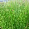 Roots Plants Grasses Soft Rush | Juncus Effusus