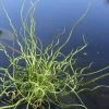 Roots Plants Grasses Corkscrew Rush | Juncus Effusus Spiralis 1 Roots Plants Grasses Corkscrew Rush | Juncus Effusus Spiralis