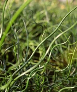 Roots Plants All Pond Plants Pond In A Pot Planting Kit | Oxygenating & Wildlife | Flowers & Structure 23 Roots Plants All Pond Plants Pond In A Pot Planting Kit | Oxygenating & Wildlife | Flowers & Structure