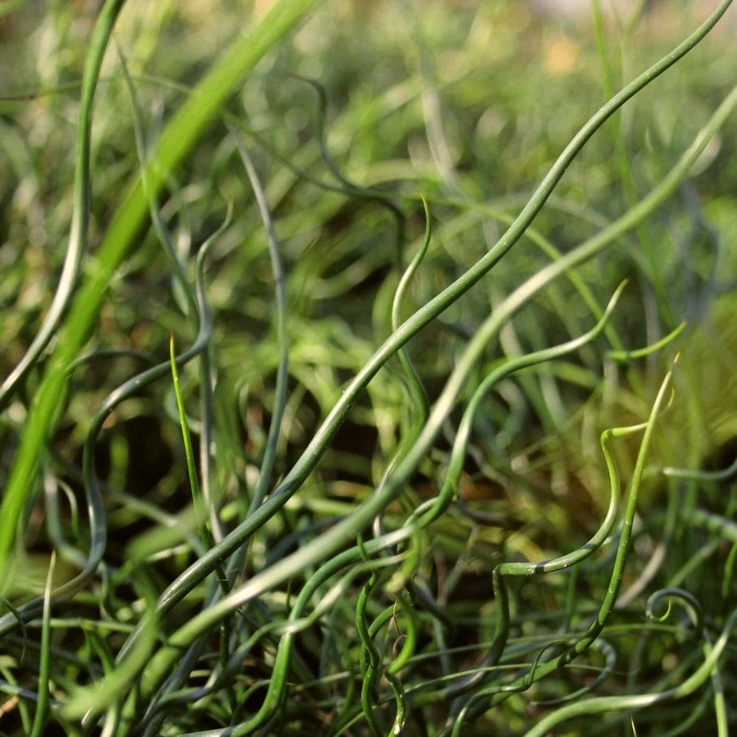 Roots Plants All Pond Plants Pond In A Pot Planting Kit | Oxygenating & Wildlife | Flowers & Structure 9 Roots Plants All Pond Plants Pond In A Pot Planting Kit | Oxygenating & Wildlife | Flowers & Structure