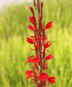 Roots Plants All Pond Plants Lobelia Fulgens 'Queen Victoria'