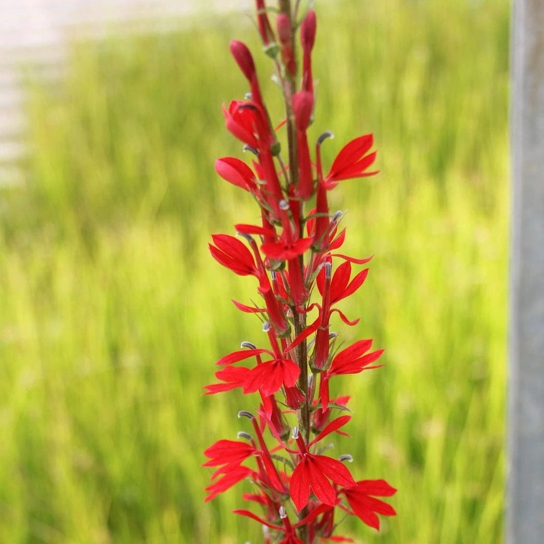 Roots Plants All Pond Plants Pond In A Pot Planting Kit | Oxygenating & Wildlife | Flowers & Structure 17 Roots Plants All Pond Plants Pond In A Pot Planting Kit | Oxygenating & Wildlife | Flowers & Structure