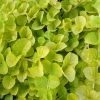 Roots Plants Golden Creeping Jenny | Lysimachia Nummularia 'Aurea'