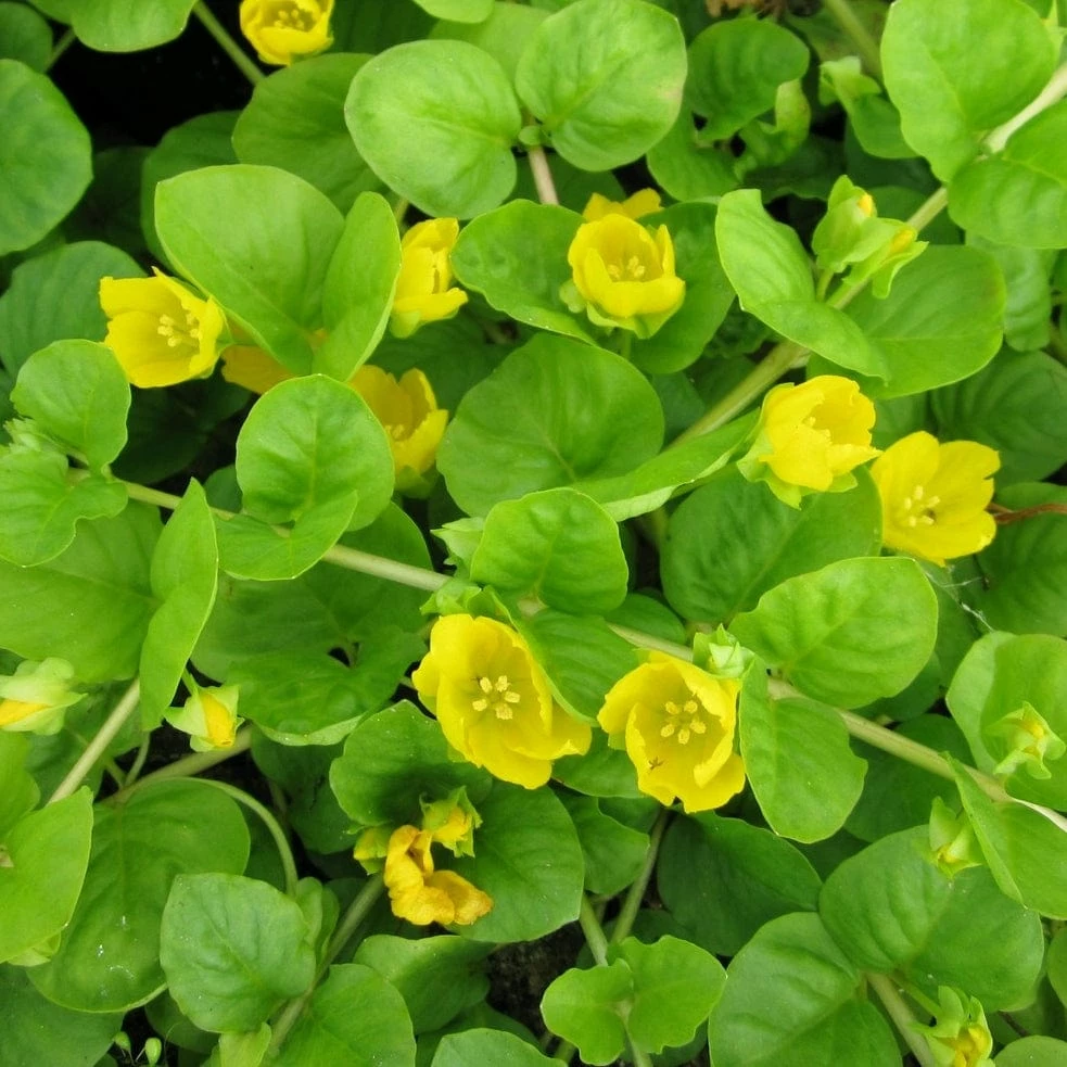 Roots Plants Creeping Jenny | Lysimachia Nummularia 3 Roots Plants Creeping Jenny | Lysimachia Nummularia