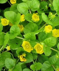 Roots Plants All Pond Plants Best Pond Plants For Any Size Pond | All In One | Oxygenating & Wildlife | Flowers & Structure