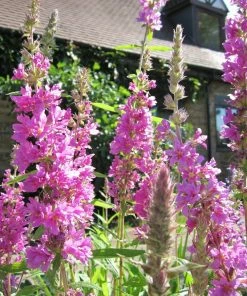 Roots Plants All Pond Plants Purple Loosestrife | Lythrum Salicaria