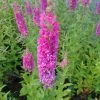 Roots Plants All Pond Plants Loosestrife | Lythrum Salicaria Robert 1 Roots Plants All Pond Plants Loosestrife | Lythrum Salicaria Robert