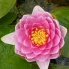 Roots Plants Pink Water Lily | Nymphaea Madame Wilfron Gonnere