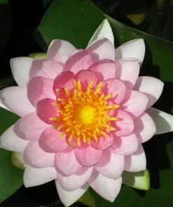 Roots Plants Pink Water Lily | Nymphaea Madame Wilfron Gonnere