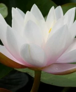 Roots Plants Large Water Lily | Nymphaea Marliacea Carnea 11 Roots Plants Large Water Lily | Nymphaea Marliacea Carnea