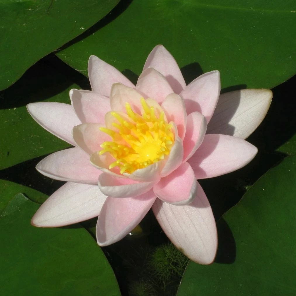 Roots Plants Large Water Lily | Nymphaea Marliacea Carnea 6 Roots Plants Large Water Lily | Nymphaea Marliacea Carnea