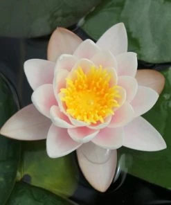 Roots Plants Large Water Lily | Nymphaea Marliacea Carnea 13 Roots Plants Large Water Lily | Nymphaea Marliacea Carnea