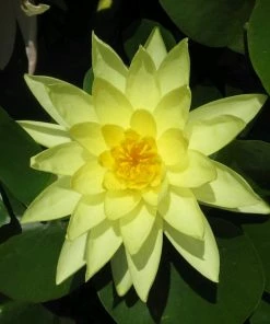 Roots Plants Yellow Water Lily | Nymphaea Marliacea Chromatella