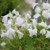 Roots Plants All Pond Plants White Chinese Marshflower | Mazus Reptans Alba