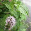 Roots Plants All Pond Plants Water Mint | Mentha Aquatica