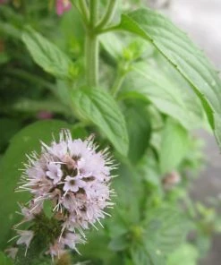 Roots Plants All Pond Plants Water Mint | Mentha Aquatica