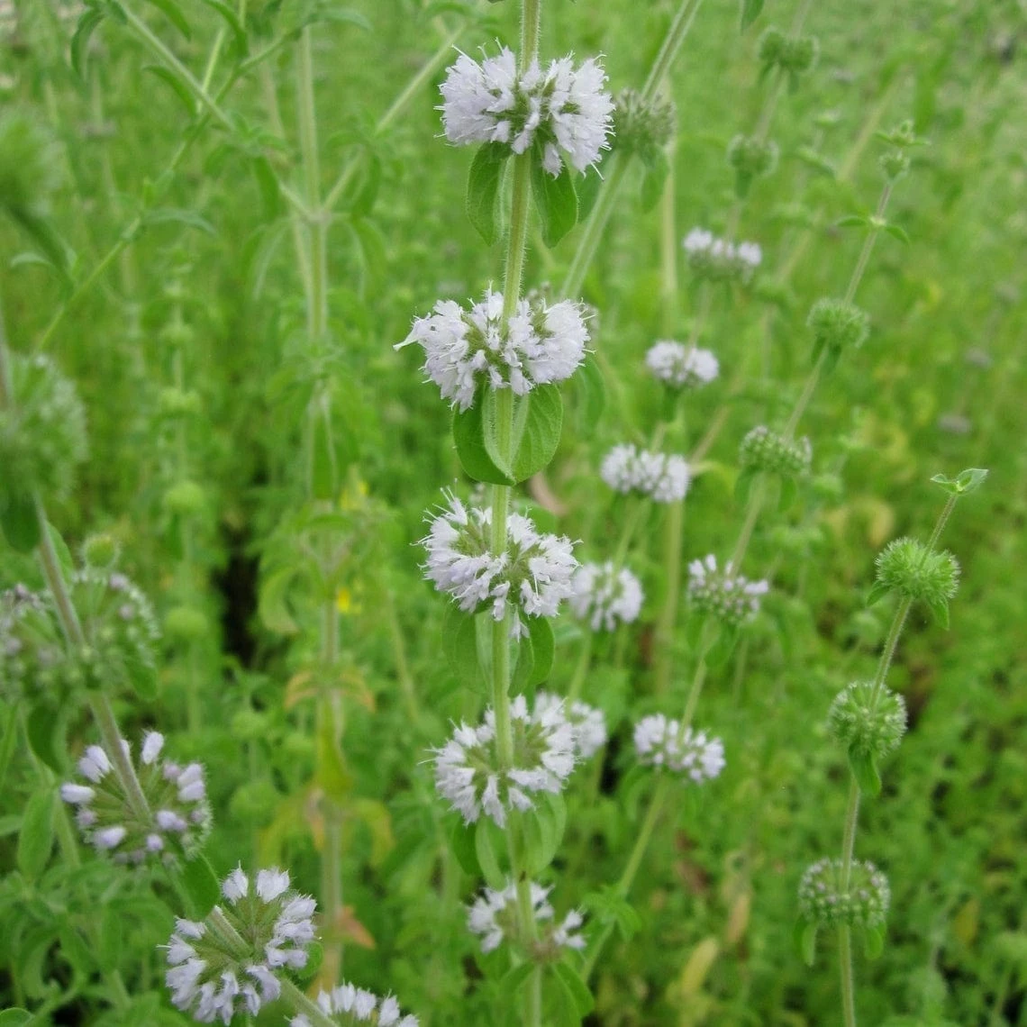 Roots Plants Pennyroyal | Mentha Pulegium All Pond Plants 5 Roots Plants Pennyroyal | Mentha Pulegium All Pond Plants