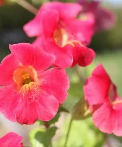 Roots Plants Mimulus Cupreus | Red Emperor