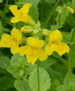 Roots Plants All Pond Plants Mimulus Guttatus | Yellow Monkey Flower