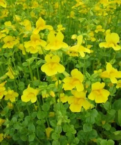 Roots Plants All Pond Plants Mimulus Guttatus | Yellow Monkey Flower