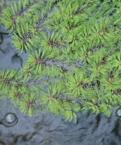 Roots Plants Miniature Pond Collection | 6 X 1L Pots All Pond Plants