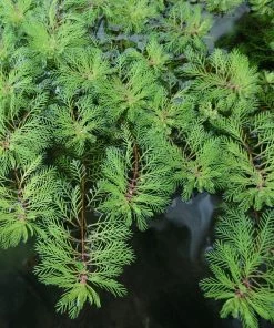 Roots Plants Red Stem Parrot's Feather| Oxygenating