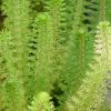 Roots Plants Upright Water Milfoil| Oxygenating All Pond Plants 1 Roots Plants Upright Water Milfoil| Oxygenating All Pond Plants