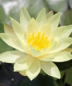 Roots Plants Nymphaea Odorata Sulphurea | Water Lily