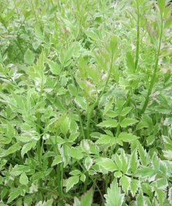 Roots Plants All Pond Plants Varigated Water Dropwort 'Flamingo'